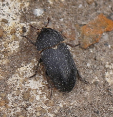 Dermestes laniarius