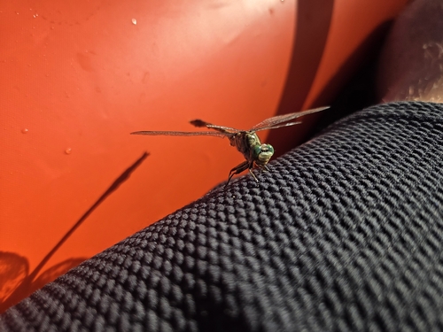 Jade Clubtail