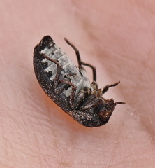 Dermestes laniarius