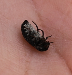 Dermestes laniarius