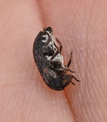 Dermestes laniarius