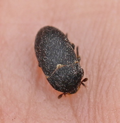 Dermestes laniarius