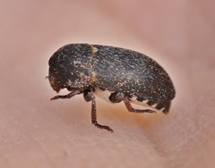 Dermestes laniarius