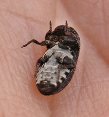 Dermestes laniarius