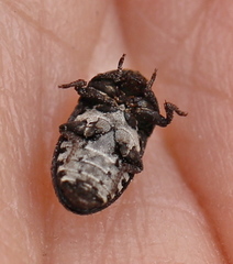 Dermestes laniarius