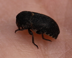Dermestes laniarius