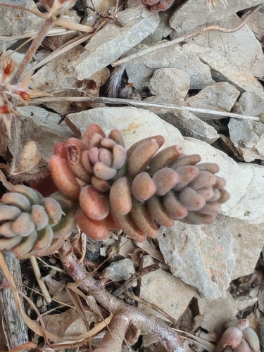 Sedum gypsicola