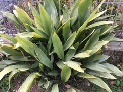 Aspidistra
