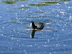 Fulica americana americana