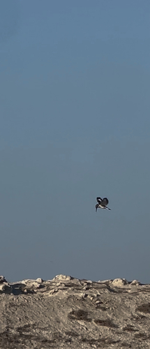 Pied Kingfisher