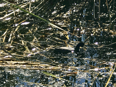 Fulica americana americana