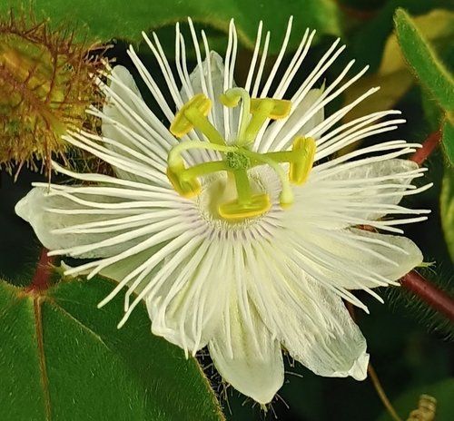 Passiflora foetida observed 2026-07-04