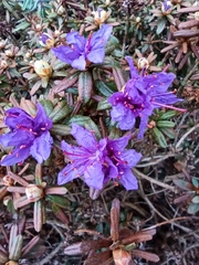 Rhododendron
