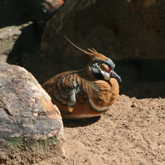 Spinifex Pigeon photo 4