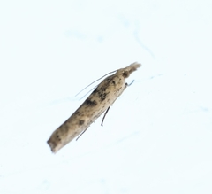 Crambus sparsellus