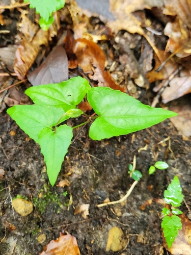 Viola hastata, photograph 4