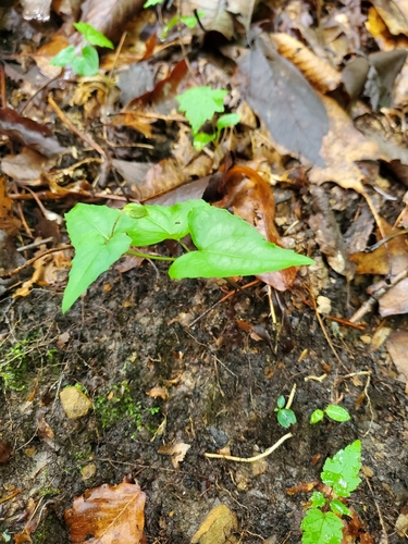 Viola hastata, photograph 6