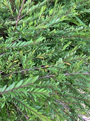 Phyllanthus myrtifolius