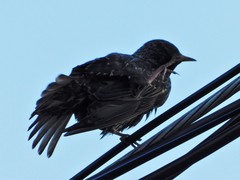 Sturnus vulgaris