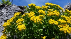 Perityle lindheimeri