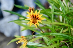Gazania × splendens