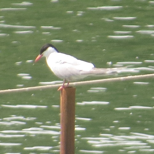 Common Tern