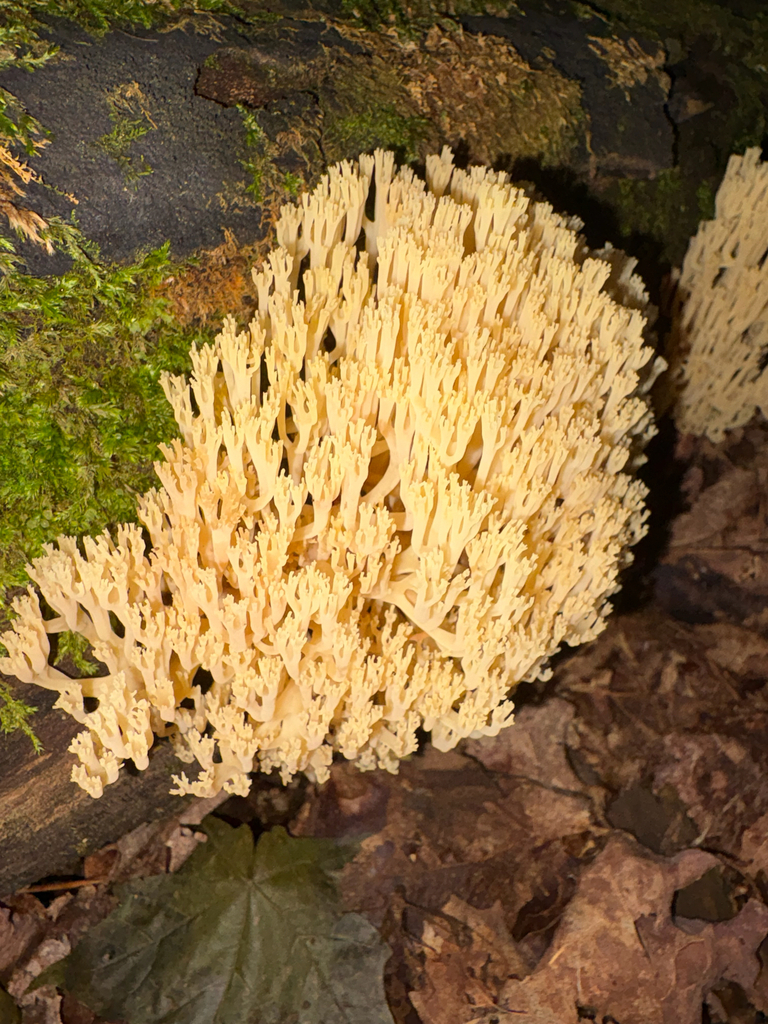 crown-tipped coral fungus · July 2026 · photo: Photo: (c) Frog The Kermit, some rights reserved (CC BY) · iNaturalist