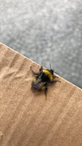 Early Bumble Bee