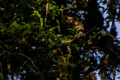 Abroscopus schisticeps