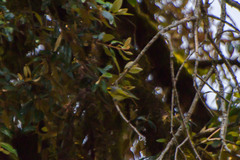 Abroscopus schisticeps