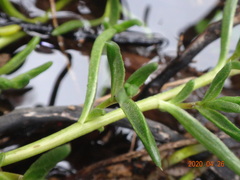 Hemichroa pentandra