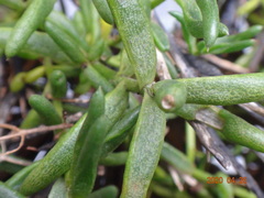 Hemichroa pentandra