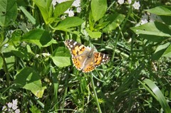 Vanessa cardui