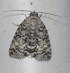 Blenina lichenopa