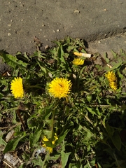 Taraxacum officinale