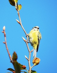 Cyanistes caeruleus obscurus
