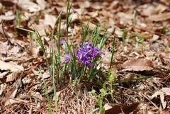 Iris rossii
