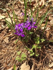 Iris rossii