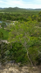 Leucaena retusa
