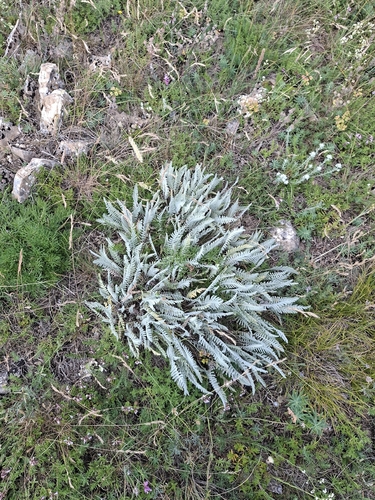 moonshine yarrow
