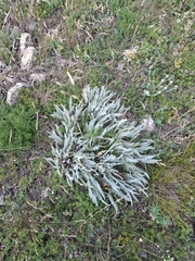 Achillea clypeolata