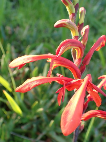 Chasmanthe aethiopica, photograph 6