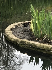 Gallinula chloropus