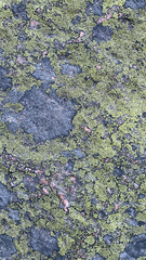 Rhizocarpon geographicum