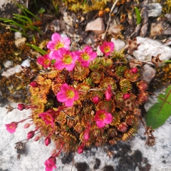 Saxifraga