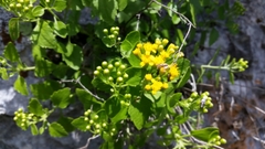 Perityle lindheimeri