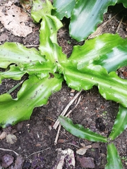 Veltheimia