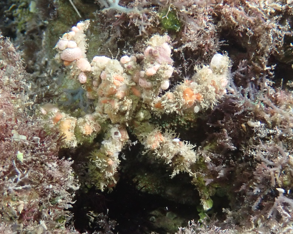 Blunt Decorator Crab