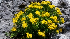 Perityle lindheimeri