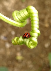 Coelophora bissellata